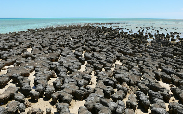 (3.5 BYA) Stromatolites emerge