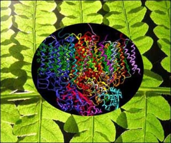 (3 BYA) Photosynthetic Life