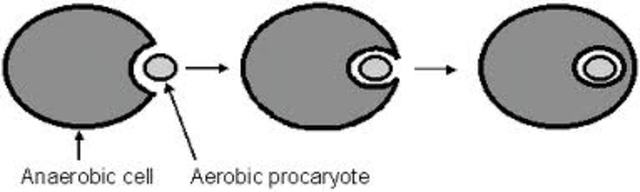 (2 BYA-1.5 BYA) Endosymbiosis Theory