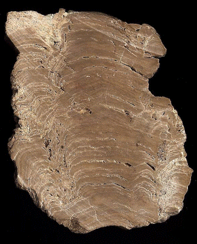 (3.5 BYA) Existence of Stromatolites