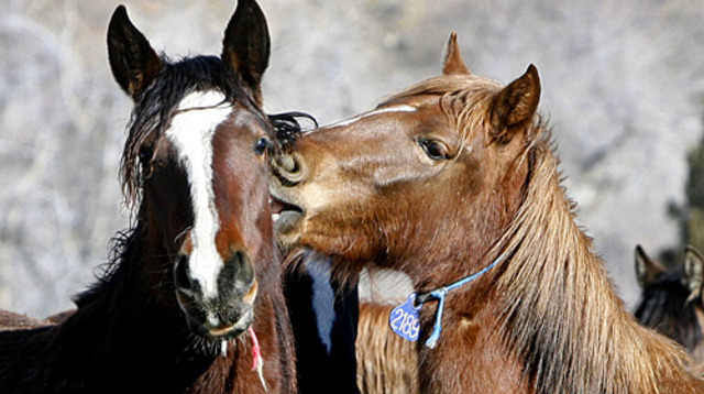 Iron Horseshoes are used for horse transportation