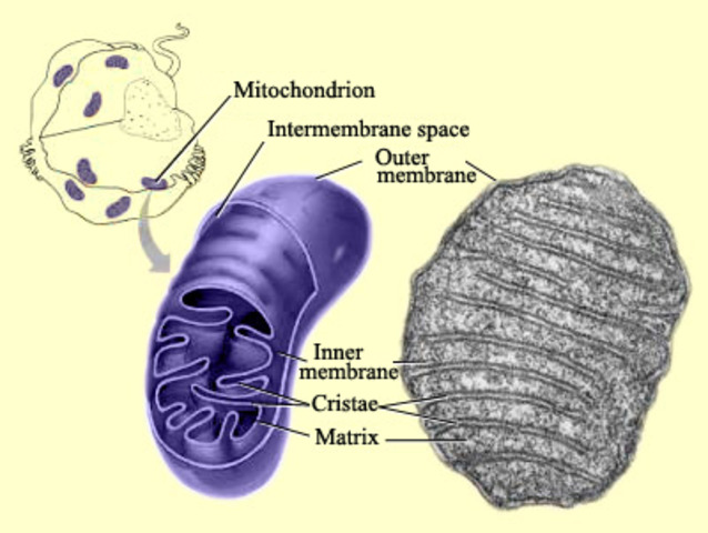(1.5 BYA) Aerobic Prokatyote's