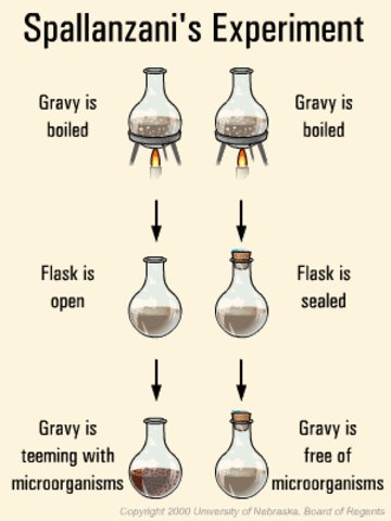 Spallanzani's Experiment