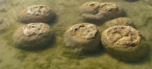 (3.5 BYA) Existence of Stromatolites