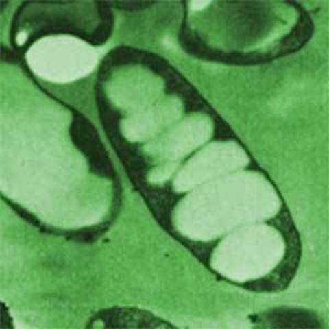 (3 BYA) Photosynthetic Life