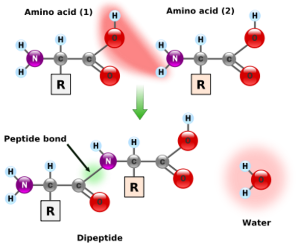 (4 BYA) Organic Molecules Formation