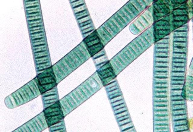 (3.5 BYA) Bacteria begin to Form