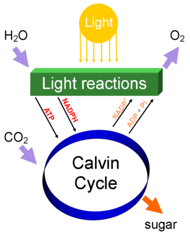 (3BYA) Photosynthetic Life appears