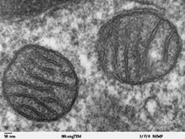 (1.5 BYA) Mitochondria Appears
