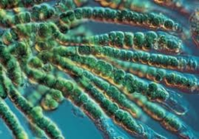 (3 BYA) Life Becomes Photosynthetic