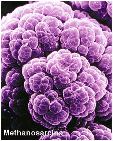 First cellular life.