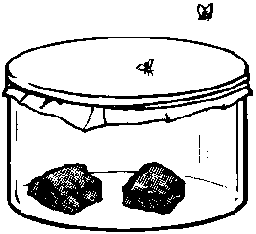 (1600-1700) Redi's Experiment