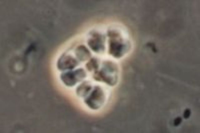 (4 BYA) Cellular Life