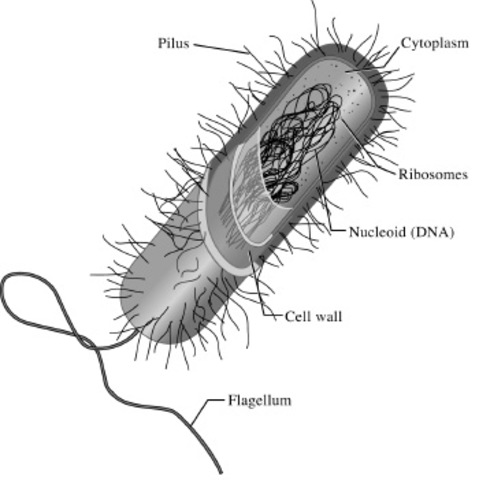 (4 BYA) First Life on Earth
