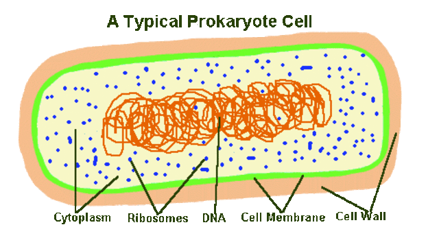 (2-1.5 BYA) Prokaryotics