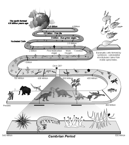 (4 BYA) Formation of Life