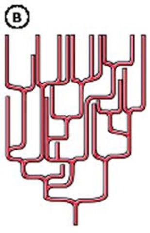 Equilibrio puntuado de  Niles Eldredge y Stephen Jay Gould