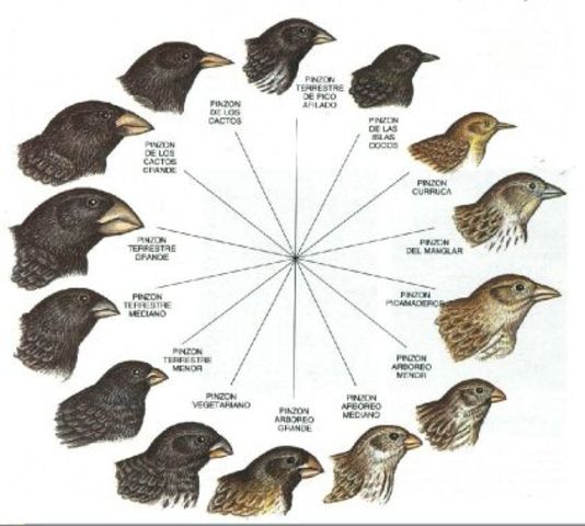 Nuevas especies descubiertas