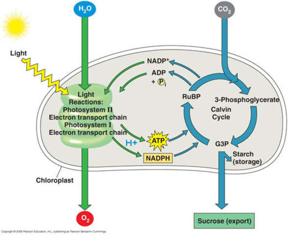 (3 BYA) Photosynthesis