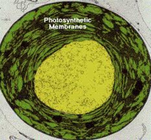 (1900-Present) Lynn Margulis