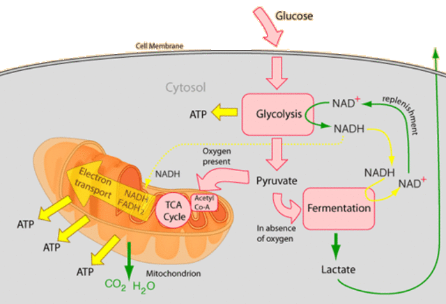 (1 BYA) Organic Molecules, RNA and Respiration