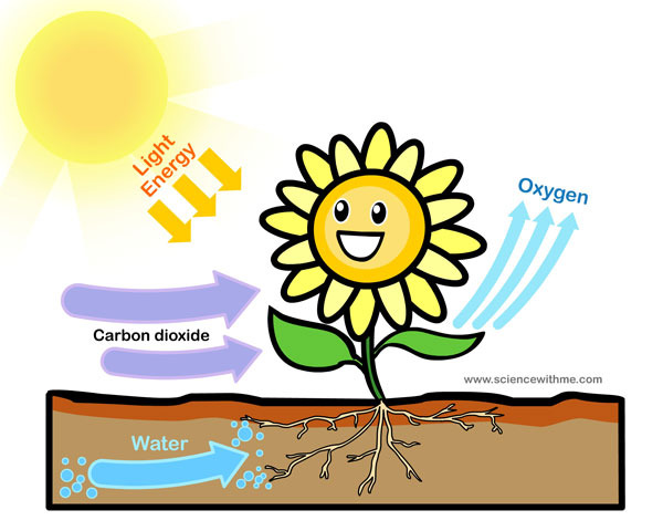 (3 BYA) Life becomes photosynthetic