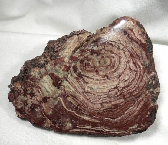 Stromatolites