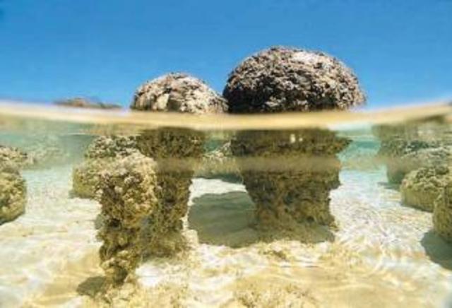 (3.5 BYA) Stromatolites