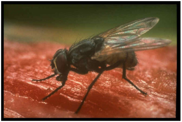 (1650's) developmental forms of flies.