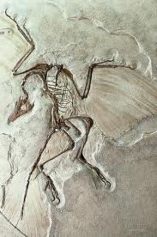 (3.5 billion years ago) Stromatolites and fossils