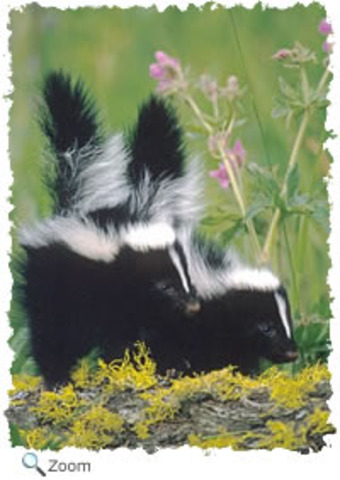 Mom & Dad conceive a baby.