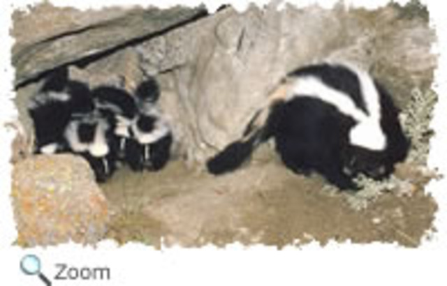 Blossom is weaned & leaves the den with Mom.