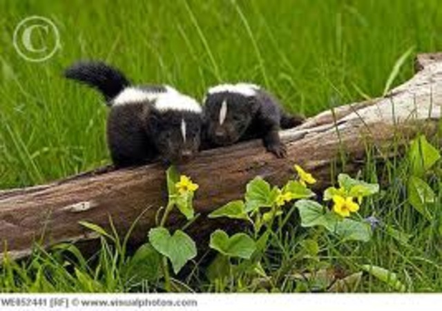 Blossom goes out on her own to find a mate.