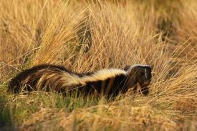 Blossom & Mom eat leaves, nuts, and mice.