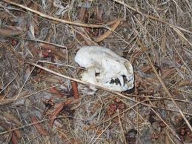 Blossom dies of old age when she's 13.