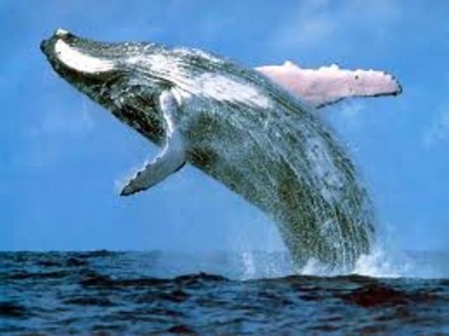 U.S. Marine Mammal Protection Act