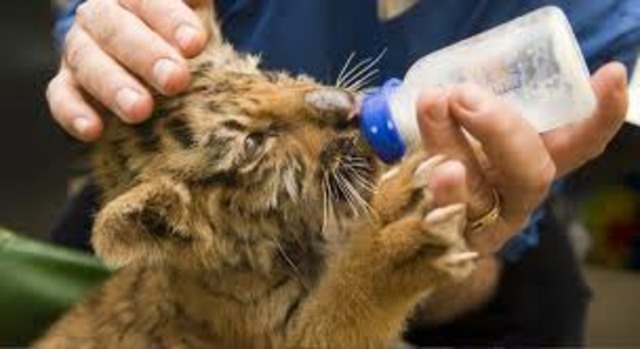 International Fund for Animal Welfare