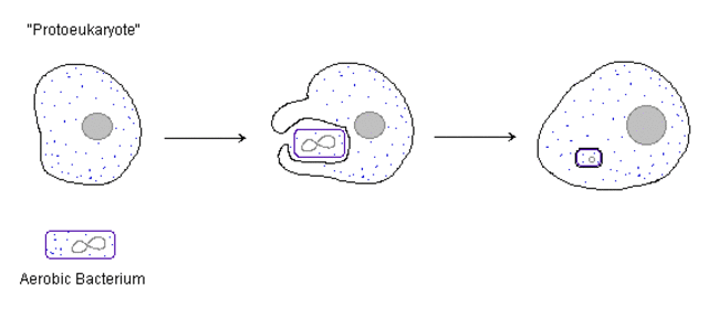 (1.5 BYA) Prokaryotes