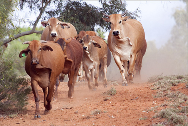 Ned Kelly leaves school to assist family cattle run