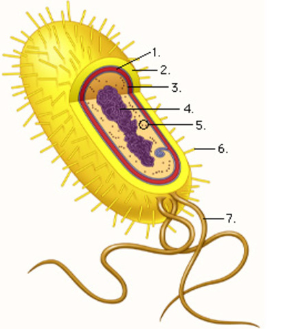 (1.5 BYA) Cell Reproduction