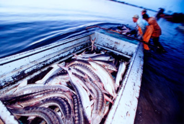 Beluga Sturgeon