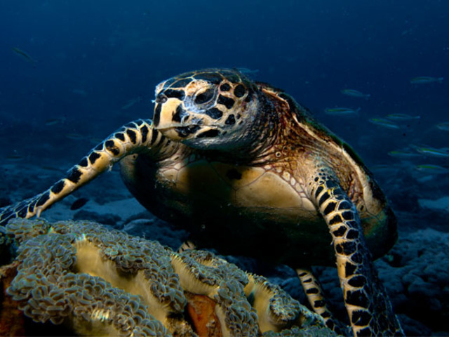 Hawksbill Turtle