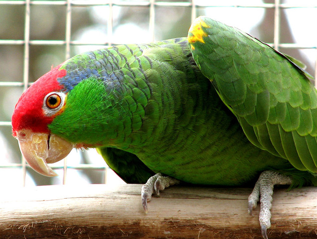 Green-Cheeked Parrot