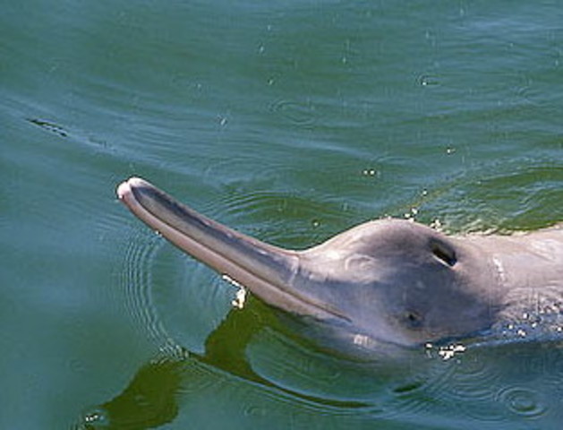 Yangtze River Dolphinthe dolphin