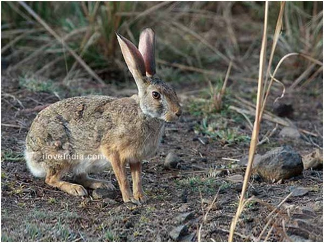 Hispid Hare