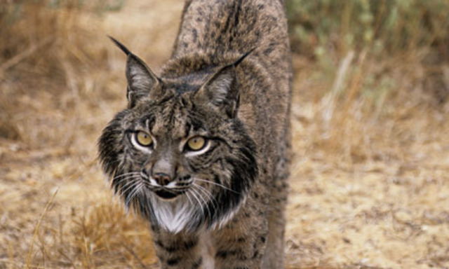 Iberian Lynx