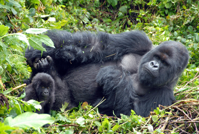 Mountain Gorilla