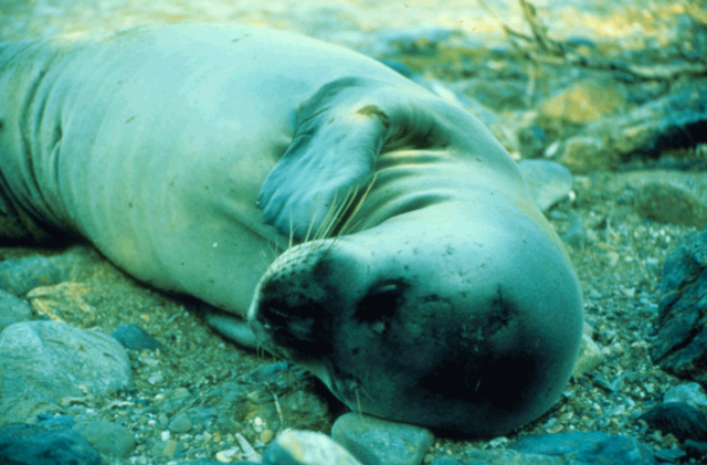 Mediterranean Monk Seal