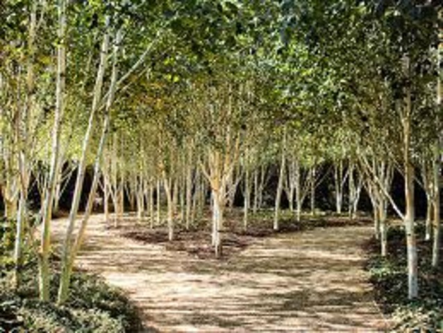 The Road Not Taken by Robert Frost