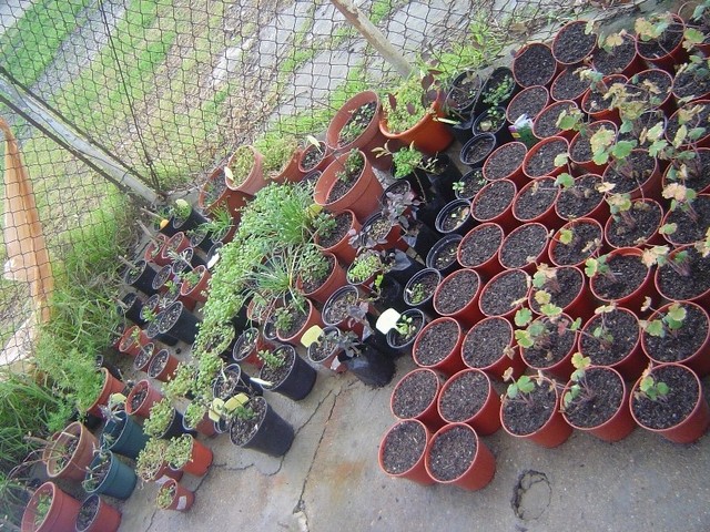 CEF Jardinagem - viveiro